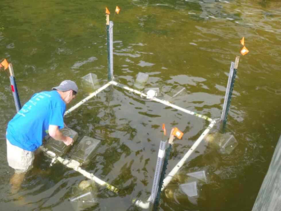 Setting up the microcystin bioassay experimental array.